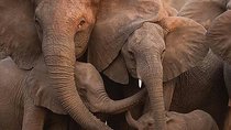 6 Days Tanzania Budget Camping Safari 