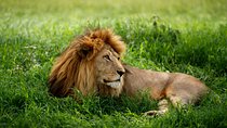 7 Days Tanzania Luxury Safari Experience & Coffee Walking Tour