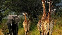 4 Days Lake Manyara, Serengeti and Ngorongoro Crater 