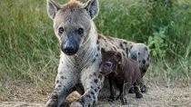2 Day Group Safari – Midrange Lodge Tarangire & Ngorongoro Crater