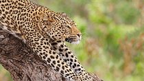 7 Days Great Migration Safari Tanzania (Private budget Safari)