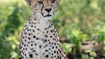2 Days Budget Camping Safari Tour Tanzania