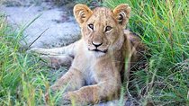8 Days Fantastic Wildlife In Tanzania