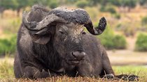 4 Days Joining Safari Tour Tanzania