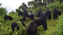 Gorilla trekking &wildlife adventure in Rwanda 
