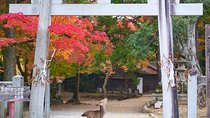 Japan Autumn & Winter Illuminations Discovery Tour (12 Days)