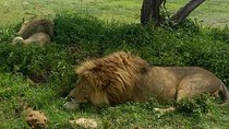 5 Days Join Group Safari Tour Tanzania