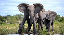 4 Night Kruger safari and Blyde Canyon 