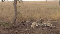 Manyara, ngorongoro, olduvai, Serengeti