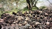 Manyara, ngorongoro, olduvai, Serengeti 4 days