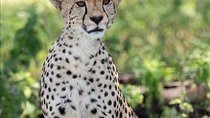 6 Days Big Five Tanzania Wildlife Safari