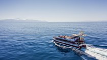 Royal Delfin 3H Dolphin & Whale Watching! Swimming & Lunch!