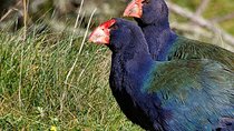Sanctuary Mountain (Mt Maungatautari) & Hobbiton Day trip from Auckland