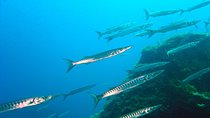 Qualified Diver 1 Tank Dive in Mykonos