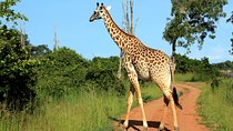 Overland Safari Livingstone to Lusaka via Lower Zambezi National Park - 7 Days.