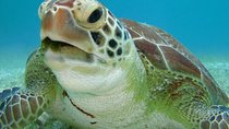Tulum ruins, Swim with turtles and Cenote From Cancun