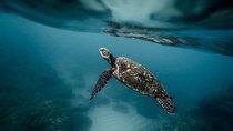 Pescador Island with Sardines & Turtle and Canyoneering in Kawasan Falls