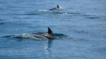Dolphin Route