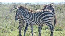 3 Days Masai Mara Flying Safari - Nairobi