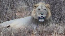 7 Days Bigfive Safari - NAIROBI