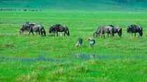 2 Days Budgeted Safari Tarangire , Lake Manyara & Ngorongoro Park