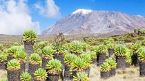 Mount Kilimanjaro Trekking, 5 days Marangu Route.