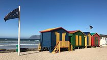 Visit African Penguins and Cape of Good Hope 