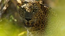 Anuradhapura: Full-Day Wilpattu National Park Private Safari