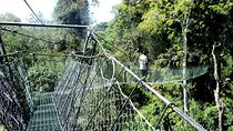 Ngare Ndare Forest Excursion