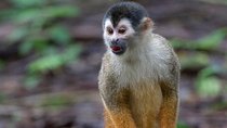P.N. Day Tour Manuel Antonio