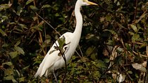 One Day Private Guide Tour to Prek Toal Biosphere - All Inclusive 