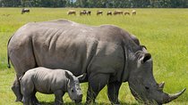 Day Trip Nairobi National park, Rothschild giraffe center and Bomas of Kenya 