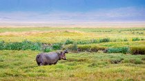 4 Days Tanzania Lodge Safaris