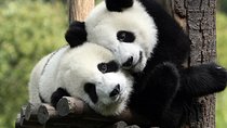 Private tour to Chengdu panda base and Giant Buddha in Leshan 