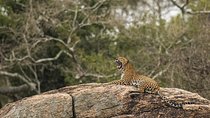 Private Tour : YALA National Park with Experienced Driver/Guide