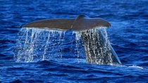 Whale and Dolphin Watching from Vila Franca do Campo