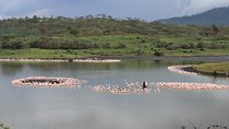 Tanzania - Arusha NP - Private Guided 4x4 Safari - Game Drive & Walking