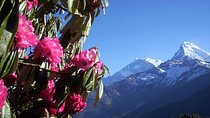 Poon Hill trek