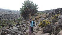 Mount Kilimanjaro Trekking - 7 Days Rongai Route.