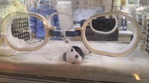 Ticket reservation for Chengdu Giant Panda Breeding Base