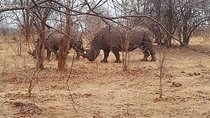 Game Drive and Rhino Walk