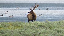 2-Day Private Tour of Yellowstone National Park Lower & Upper Loops
