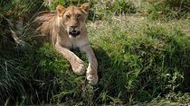 6 Days The Best of Tanzania Safari