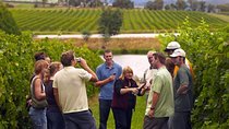 Horseback Riding, Wine Tasting, and Cooking Class in Tuscany