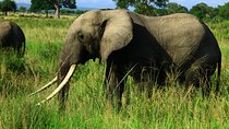 Ruaha Unforgettable 