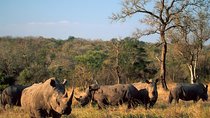South Africa. Cape Town Best Of Aquila Safari Fullday Tour
