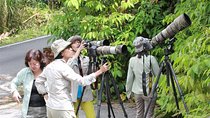 Fraser's Hill Bird-Watching & Nature Sightseeing Tour from Kuala Lumpur