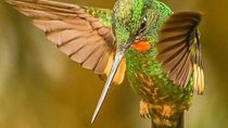 Birdwatching Minca