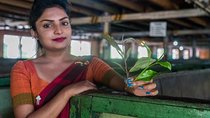 The Tea Hubs of Srilanka