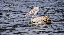 1 Day Lake Naivasha & Hell's Gate National Park Tour
